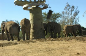 The elephants of Elephant Odyssey