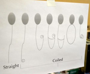 After concentrating the sperm into a pellet, re-suspending it in a M199 medium, and adding water, the Technicians observe the amount of coiled and non-coiled tails. This helps them determine the optimal environment for the sperm’s structure. Straight tails are better than coiled tails because they allow for faster motility.
