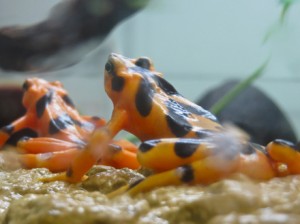 Ishee Photo #8