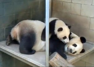 Bai Yun and Xiao Liwu relax in the off-exhibit garden room.