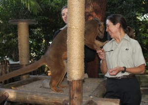 Isa, the fossa, demonstrates his affection towards Ms. Weibel who helped to raise him in the Neonatal Intensive Care Unit. Only found in Madagascar, fossas have lost 94% of their original habitat. Consumers– be aware of where your products come from to make sure you don’t contribute to these animals’ habitat loses!