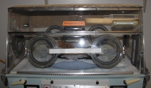 Almost every newborn, regardless of its species, requires warmth to survive. This incubator does just that: keep the newborn warm and cozy. This mimics the warmth the mother would have provided for its baby.