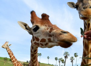 The Safari Park is home to many giraffes, the tallest living land animal, growing up to sixteen to twenty feet tall! Each giraffe’s pattern of spots acts like its own unique fingerprint.