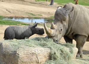 On February 25th, 2013, the Safari Park had a new addition of baby Southern White Rhinoceros. The baby rhino, Kayode, is enjoying his new life here with the other rhinos and animals in the field. He has quite the personality, that one!