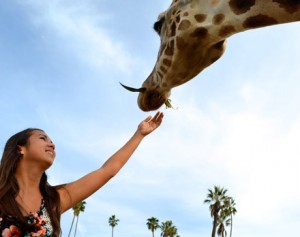 It is not very hard to feed giraffes considering their tongues are eighteen to twenty inches long! Intern Jade, or rather our modern day Pocahontas, enjoys her experience with the giraffes ⎯ what a fun way to finish up the day!