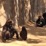 Monroe and Kokamo are in the foreground, with Imani and Frank just behind them in the exhibit
