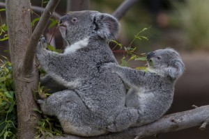 Female koala Tonahleah and her 10-month-old male joey, Gummy, settle into their new digs at the all-new Conrad Prebys Australian Outback exhibit at the San Diego Zoo.
