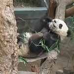 The little cutie seems to imitate his father's relaxed eating style.