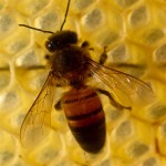 The damaging effects commercially managed bees experience from pesticides are also suffered by native bees.