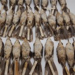 Museum bird specimens
