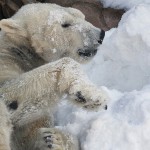 Kalluk digs in during a snow day last February.