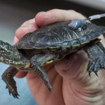 Researchers carefully placed radio transmitters on five western pond turtles to keep track of them after release. (Photo by Ken Bohn)
