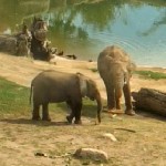 Two of our elephants spend a relaxing afternoon at the Safari Park.