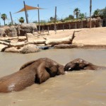 Mabu and Punga find a great way to cool off.