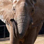 The mighty and majestic Msholo is a wonderful part of the Safari Park's African elephant herd.
