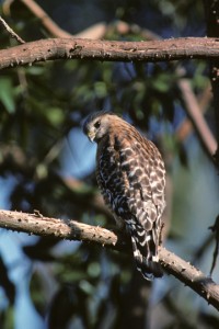 A red-shoulder hawk is saved by the Bird Team!