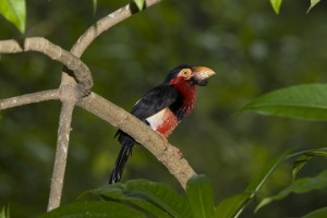 Chicks at last for our bearded barbets!