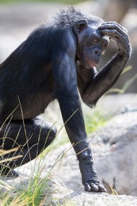 I'm sure the bonobo was just a puzzled as I was!