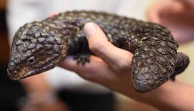 The Shingleback skink is one of the most interesting reptiles we learned about! This lizard has some pretty amazing adaptations to keep it alive. Its head and tail look nearly identical and is a way to confuse predators. Another means of protection is its very hard armor-like scales. Unique to reptiles as a whole, they are monogamous. Not only do they only take one mate a season, they also return to that same mate every year.