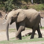 Vusmusi takes a stroll.
