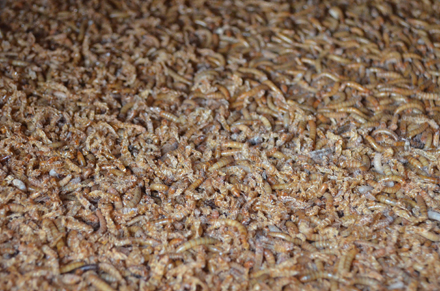 The last room Dr. Parsons showed us was the insect room, which housed tubs of mealworms and containers of crickets. In the future, Dr. Parsons might introduce more types of bugs to the Zoo’s menu such as termites, pill bugs, and flower beetles, all of which have a useful calcium and phosphorus balance.
