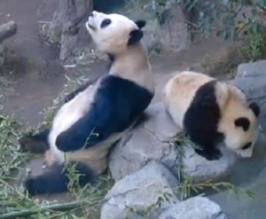 Bai Yun and Xiao Liwu, caught on camera this week