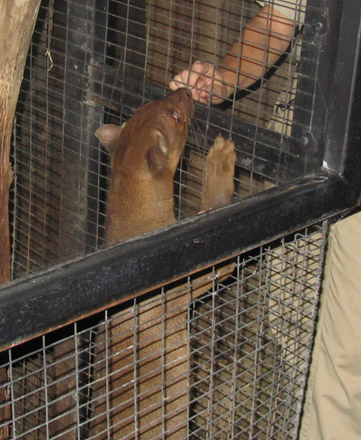 Ms. Kier has a special bond with Isa the fossa (who you can find in the Children's Zoo) because she helped raise him as baby. Isa is also one of the Zoo’s Animal Ambassadors, meaning he is used for educational purposes. Although fossa's have a reputation for aggression, Ms. Kier and some other keepers at the Zoo have formed a special relationship with him and interact with Isa on a regular basis.