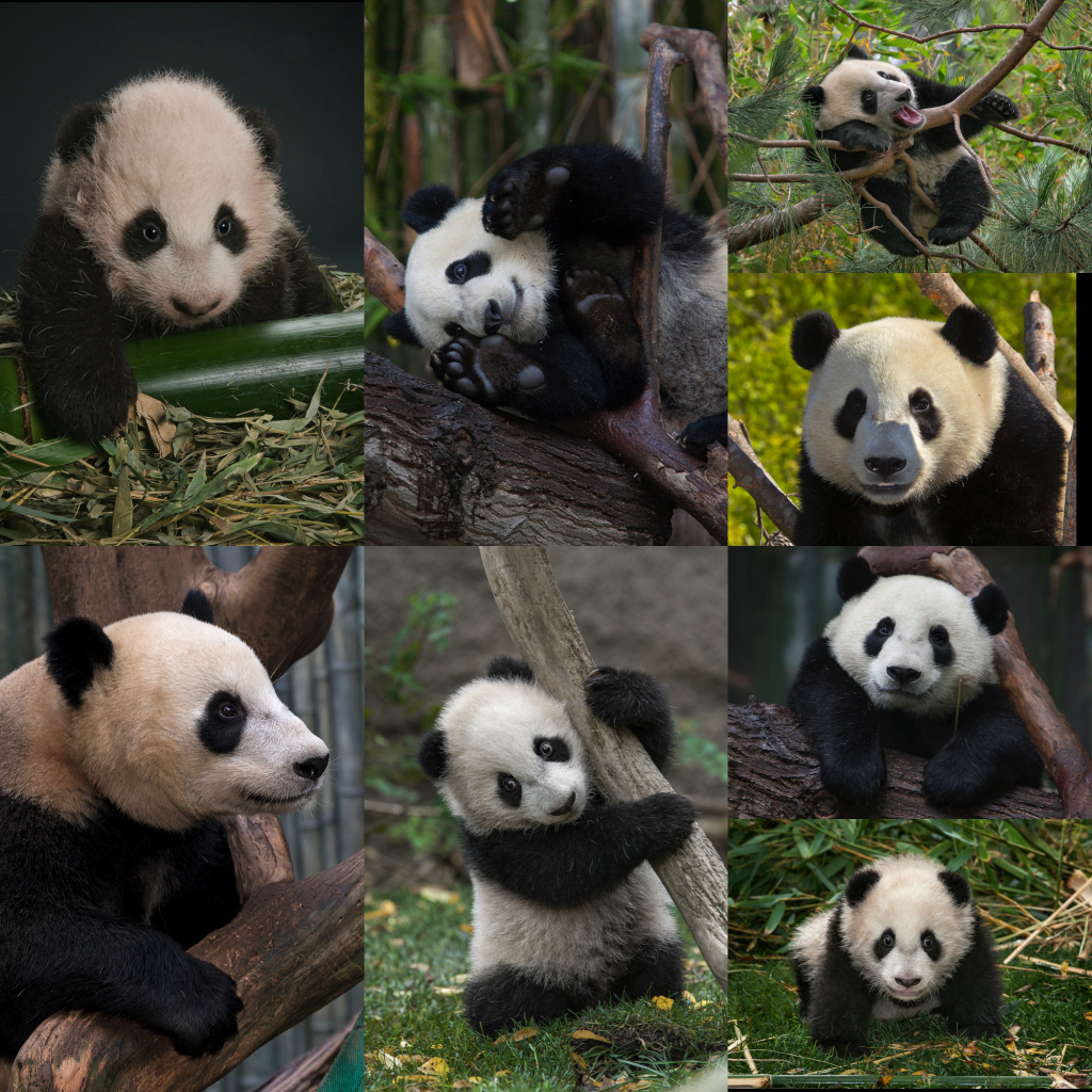 Yun Zi Throughout the Years