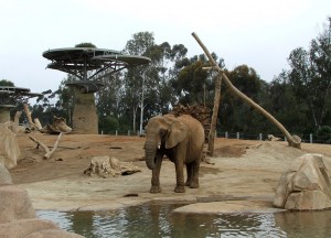 Mila explores one of the yards in the Zoo's Elephant Odyssey.