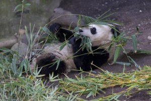 Xiao Liwu is surrounded by leafy greens.