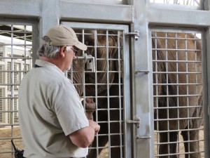 Mr. Ringer has been working at the San Diego Zoo for thirty-four years. He has always had a love for animals, and continues to enjoy working with elephants. He also loves sharing his stories about his work with people who visit the Zoo. Here, he is introducing us to one of the elephants, named Mary.