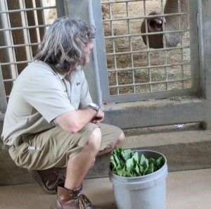 Mr. Herbert has very close relationships with all of the elephants, especially since he has been working with some of them for over twenty years. Here, he is showing interns how to feed Mary some romaine lettuce. Elephants use their trunk, which is a combination of their nose and upper lip, to grab and chew food.
