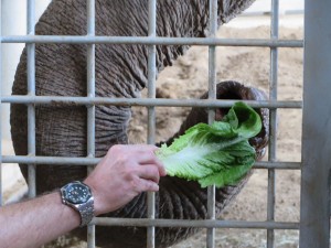 Elephants use the tip of their trunk to pick up objects and food. The tip has a projection on it that’s kind of like a finger that helps to grab the object. Elephants can also use their trunk to suck up smaller pieces of food, such as pellets, and shoot them into their mouths.