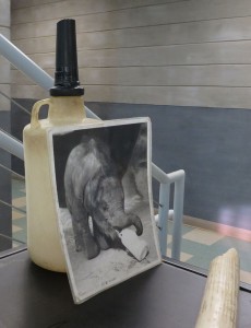 Elephants are the largest land mammals on the planet. Even as babies they need huge amounts of food. This is a photo of Devi the elephant in 1978 when she was a calf in the nursery at the San Diego Zoo. In the photo, she is drinking from the same bottle we saw on display at the Elephant Care Center.