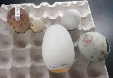 Dr. Jensen showed InternQuest a variety of eggs he has worked with. Some examples include the blue crane and the brown kiwi. There was even an egg from a turtle. According to Ms. Croyle, the team is working on applying these techniques to reptiles, many of who are also endangered species.