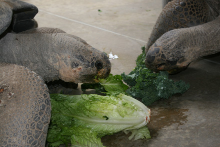 Being herbivores, lettuce is fed to the tortoises provide them the essential nutrients that they need. This abundance of food has allowed the tortoises to become healthier and larger than wild tortoises. Since tortoises don’t have teeth, they use the edges of their sharp beak to bite the food and their throats to quickly swallow it.