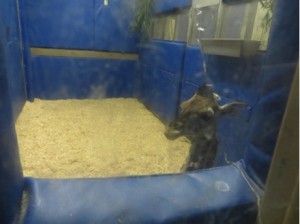 This giraffe was checked in because it had problems digesting its mother’s milk. Although it went in for that reason, hospital staff kept it in for longer because they saw it had another health issue occurring. Hospital staff always has to be on their toes so they can figure out the reasons for why the animals are sick, how they got sick, and how they can prevent them from getting sick in the future.