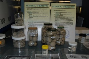 In the hospital’s laboratory, we were shown some of the things that hospital staff collects from animals while they visit. These jars contain kidney stones from all sorts of animals, from tortoises to gazelles. The hospital staff also removes pests from the animals, such as tics, fleas and tapeworms that can harm the animal’s overall health. These samples can stay in the lab for years for future reference if anything like this occurs again. For instance, the jar on the top left is now eleven years old!