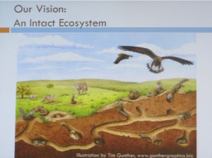 The western burrowing owls are just one part of a larger ecosystem, though. A healthy habitat for the owls includes predators like coyotes and prey such as insects. Most importantly for the owls, this habitat also includes the California ground squirrels. As well as digging their burrows, the ground squirrels are like mini lawnmowers, keeping the grass short enough for the owls. (It’s hard to get around in tall grass if you’re only a few inches tall!)