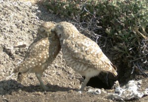 Burrowing owls are (unsurprisingly) owls that live in burrows. They mostly eat bugs and small mammals, but they are opportunistic feeders that tend to take what they can get. Also, they are adorable. Two subspecies of burrowing owl can be found in the United States, but the western burrowing owl (which lives all over the western half of North America) has become scarce in San Diego. Ms. Wisinski and her colleagues at the San Diego Institute for Conservation Research are currently monitoring and conserving the burrowing owl population here.