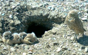 This picture is an actual camera trap photo Ms. Wisinski uses in one of her blogs at the San Diego Zoo Wildlife Conservancy site. Clearly pictured here is the California ground squirrel burrow the owls call home. The squirrels are essential to the survival of burrowing owls. In spite of their name, the owls cannot actually dig burrows for themselves. They have to borrow a squirrel’s burrow, kicking them out for a time while the owls raise their young. But if the squirrels are gone, the burrow falls into disrepair.