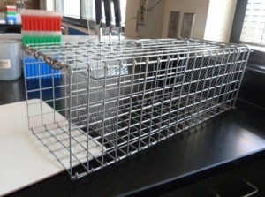 Whether taking blood samples or banding the birds, sometimes Ms. Wisinski needs to have physical contact with the western burrowing owls. This temporary holding unit ensures that the owls are safe from predators until she can come into contact with them.