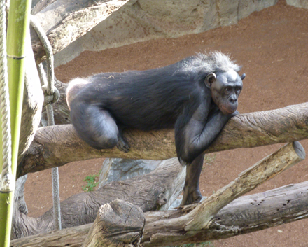 At first glance, bonobos might seem similar to chimpanzees, and they are! They are in the same genus (as closely related as they can be without being the same species) and they used to be called “pygmy chimpanzees.” However, bonobos are mostly vegetarians, while chimps do sometimes eat meat. Also, the females run bonobo society. Every male’s status is determined solely by the status of his mother.