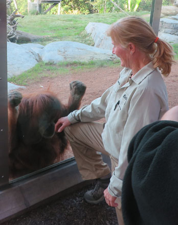Ms. Livingstone and this female orangutan (Karen) have a special bond. Karen was born with some health issues and was raised by humans as a baby. Like many humans, she needed open heart surgery, successfully recovered and was eventually able to rejoin the other orangutans in their Zoo home.