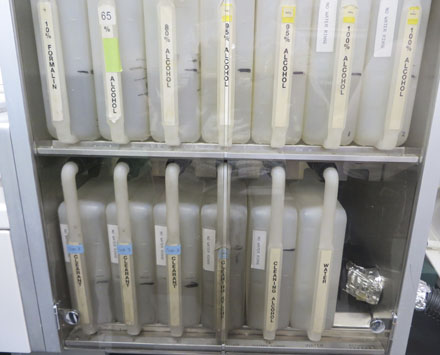 The histology processing center is essential to turning a tissue sample into a slide. A tissue sample is put in the processing center to extract all the water from it. Once the water is extracted, it is coated with wax. The wax not only makes the sample stronger and easier to handle but also preserves the tissue. Pathologists make slides so that they can take a closer look at what affected an animal and help protect other animals in the collection.
