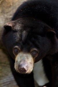 Sun bears are the smallest of the bears, but they face a big crisis.