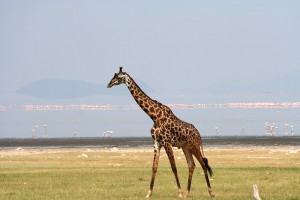 A male Masai giraffe strolls past flamingos in Tanzania.