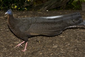 The great argus pheasants share their aviary with a variety of birds, each with its own dietary needs.