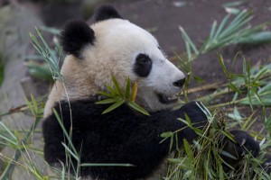 Xiao Liwu now eats more bamboo than his mother does!