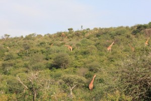 Giraffes are also good climbers.